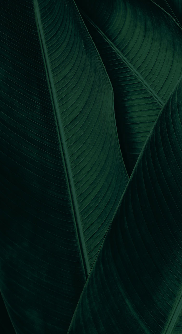 Tropical Leaf